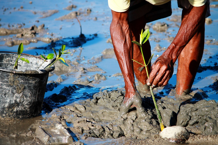 Mangrove Restoration Has Ecological and Economic Benefits